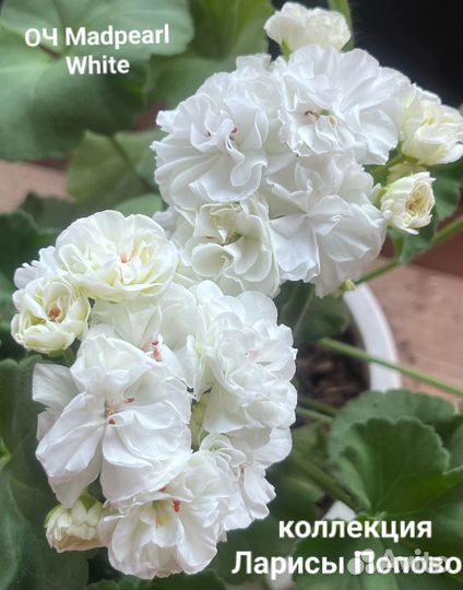 Сортовые пеларгонии