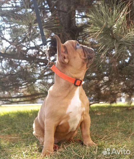 Шикарная малышка