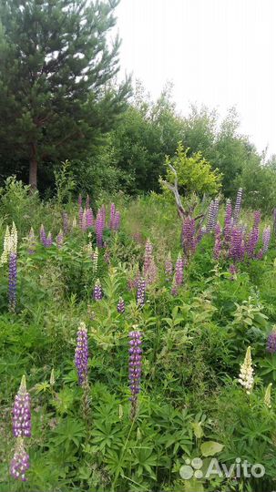 Продам люпины
