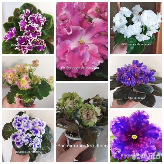 Разные сорта фиалок