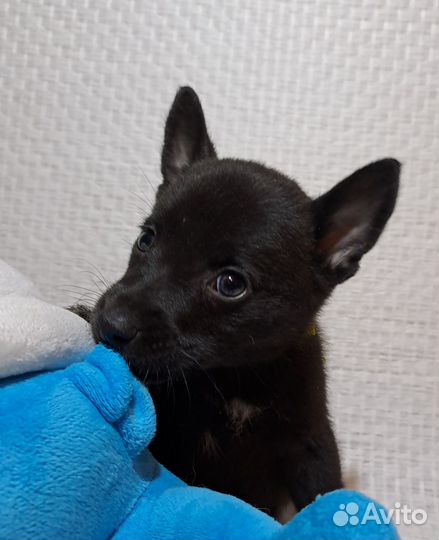 Маленькая собака в добрые руки