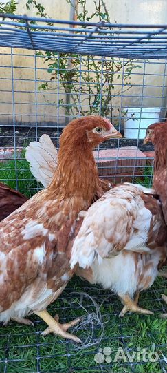 Куры несушки 
