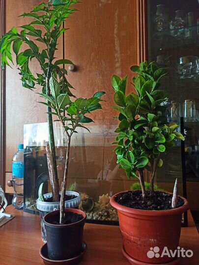 Барбарис и педилантус