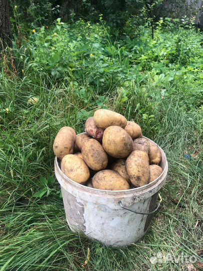 Картофель деревенский урожай 2023г