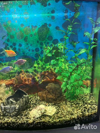 Аквариум с рыбками и оборудованием