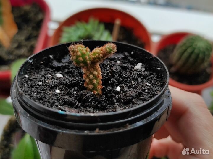 Кактус опунция
