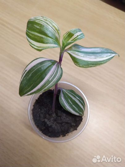 Традесканция,Нанук,коллизии