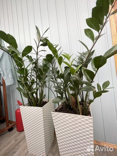 Замиокулькас