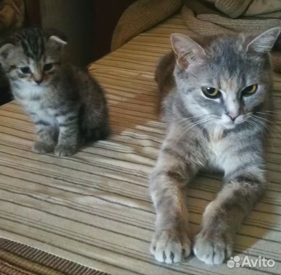 Котенок девочка