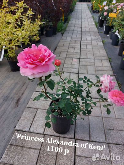 Саженцы роза цветы