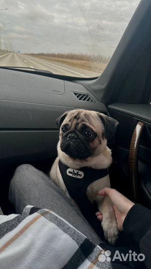 Мопс на вязку
