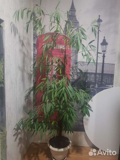 Цветы