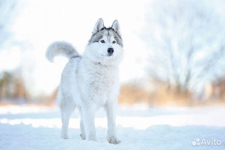 Хаски ищет дом