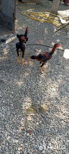 Бойцовые петухи