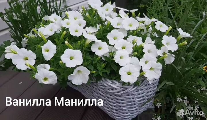 Рассада петунии