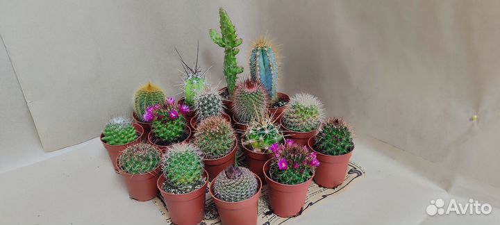 Кактусы цветущие