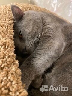 Вязка котов Шартрез