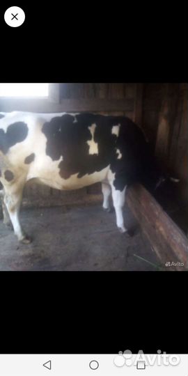 Корова, Овцы, козы