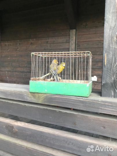 Самка канарейки