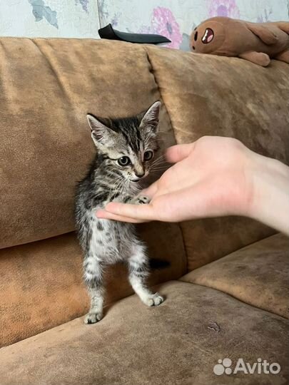 Отдам котенка