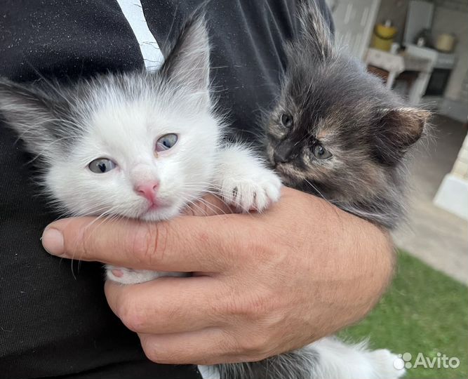 Кошки в добрые руки