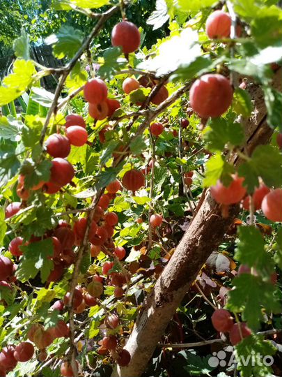 Саженцы крыжовника