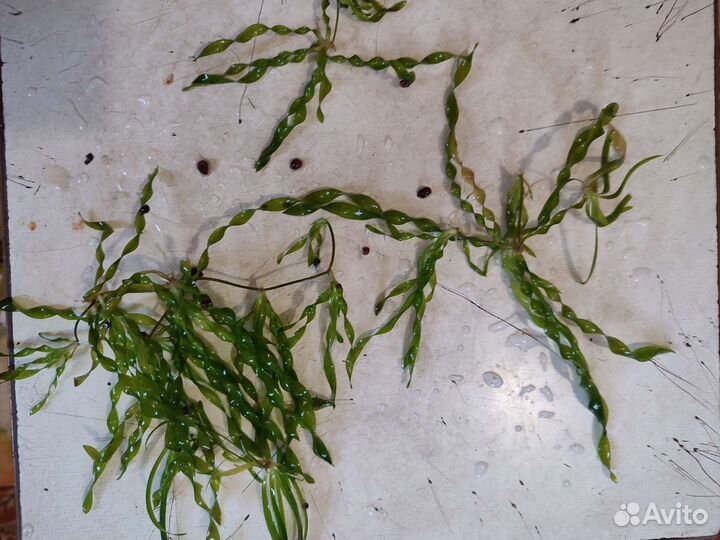 Водоросли для аквариума