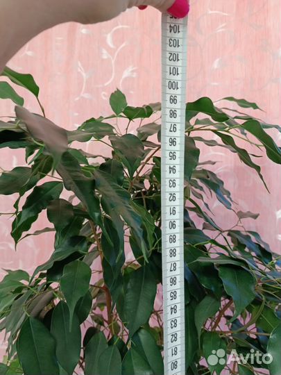 Фикус бенджамина большой