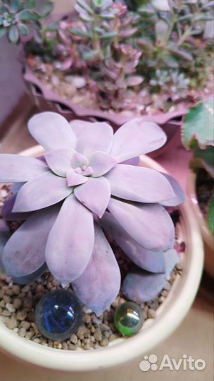 Пахиверия супербум