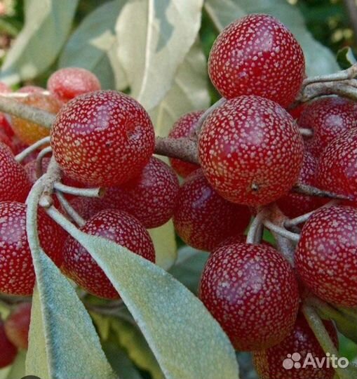 Шефердия облепиха