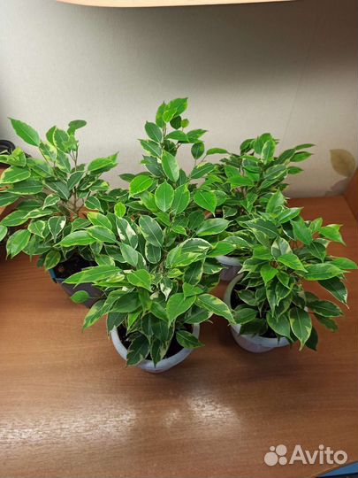 Фикус бенджамина кинки