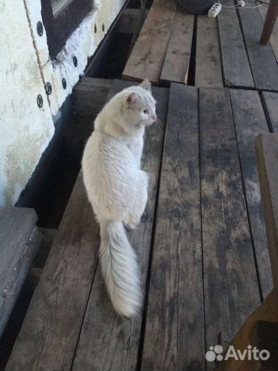 Котик в Добрые ручки