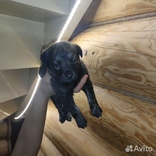 Щенок 1 месяц