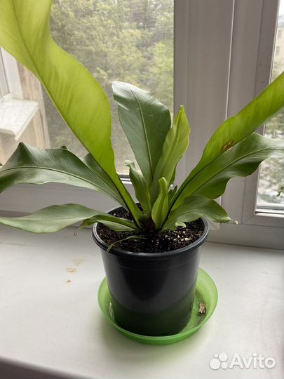 Папоротник асплениум