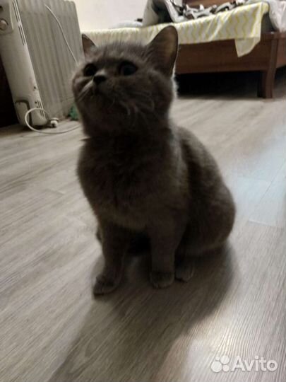 Британская кошка в добрые руки