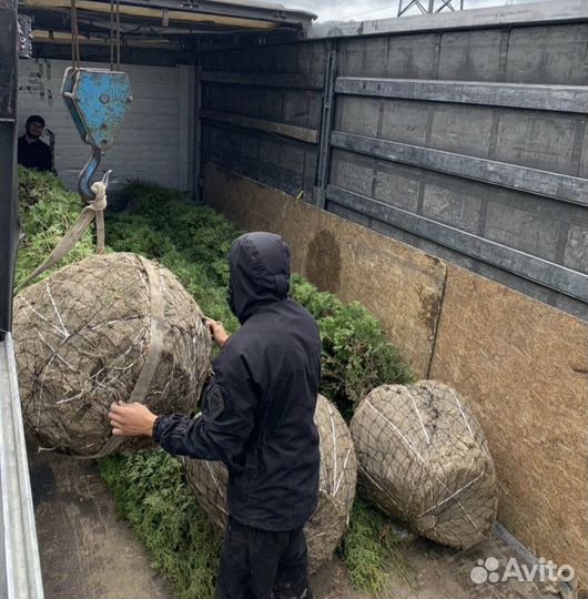 Ель голубая, Ель зеленая, Туя, Буксус, Самшит