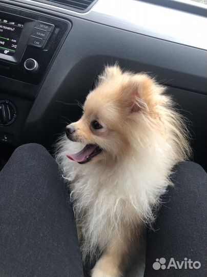 Случка шпиц