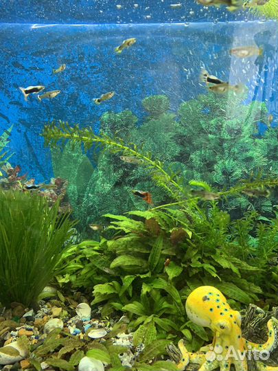 Рыбки гуппи