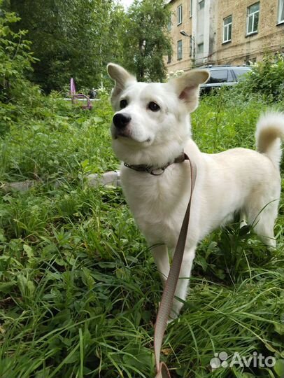 Собака в добрые руки отдам бесплатно