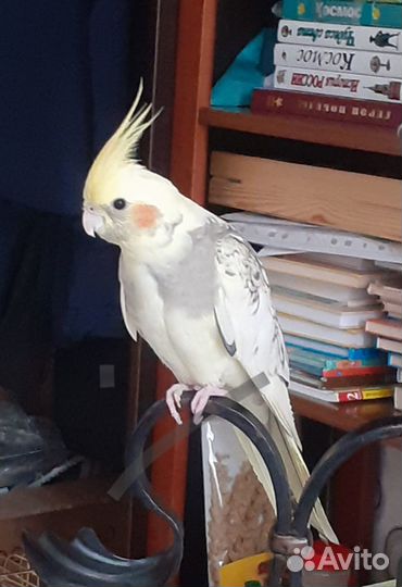 Попугай корелла ручной