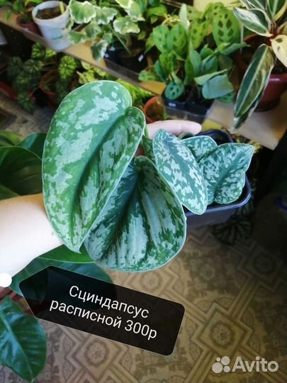 Комнатные растения часть 3