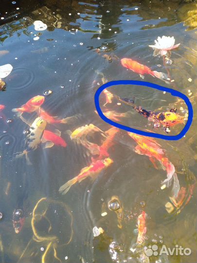 Карп кои для пруда