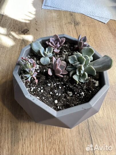 Суккуленты эхеверии