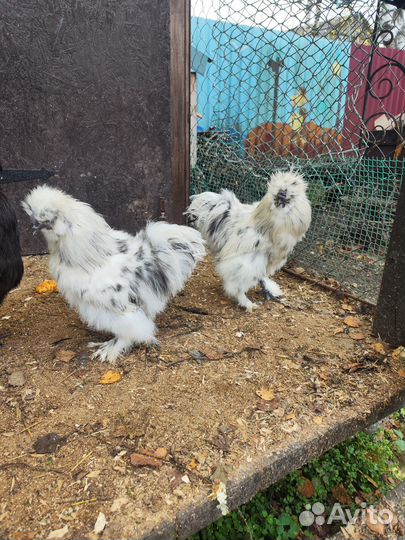 Продам китайских шелковых петухов