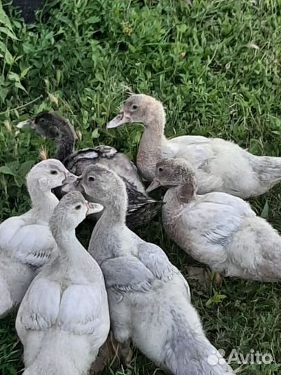 Мускусные утки,утята тяжёлой линии