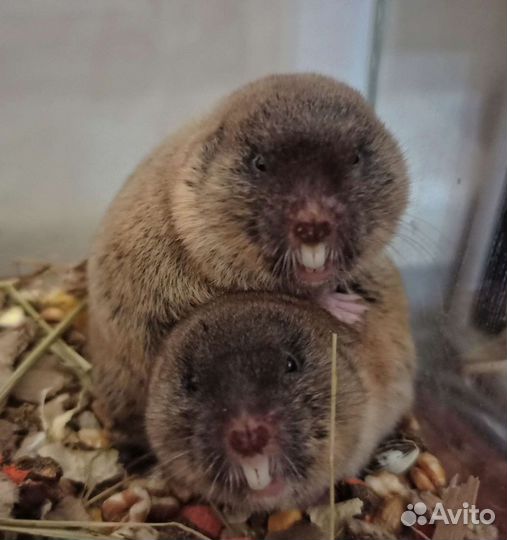 Слепушонка восточная (малыши готовы к переезду)