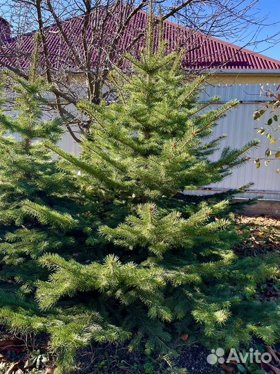 Ель голубая