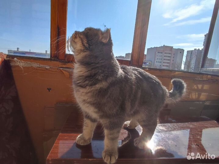 Шотландский кот на вязку