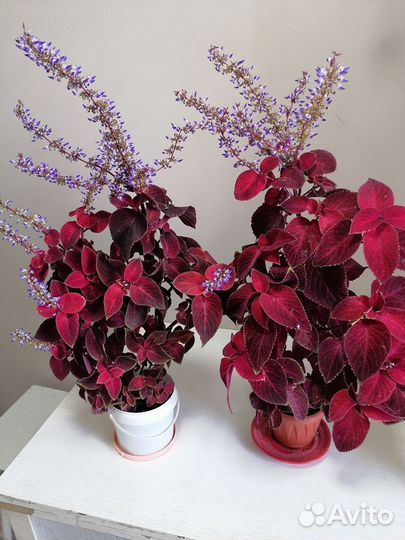 Комнатные цветь