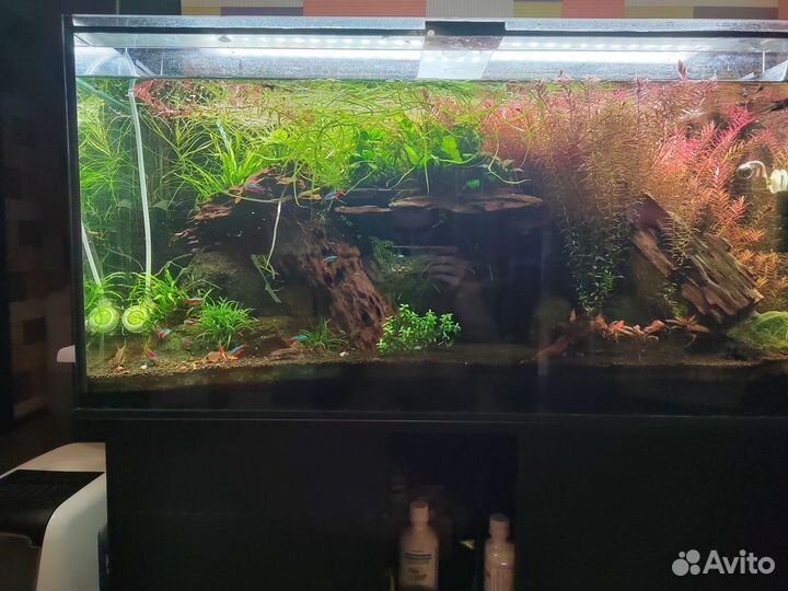 Аквариум с рыбками